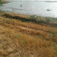 اجاره میدم برا هندوانه تخمی