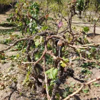 هرس و پیوند انواع درختان میوه ای|خدمات باغبانی و درختکاری|بیرجند, |دیوار