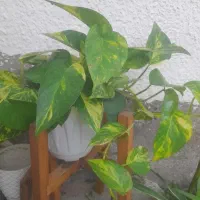 گل های زیبا