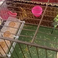 یک جفت مرغ عشق بالغ