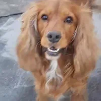 سگ پیدا شده