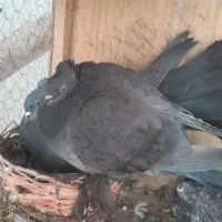 کبوتر رواعب لانگ فیس|پرنده|قم, حاج زینل|دیوار