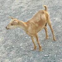 سلاله