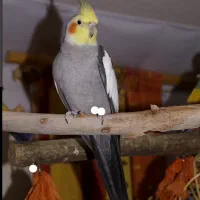 عروس هلندی پیداشده