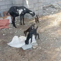 نری|اسباببازی بچه|جیرفت, |دیوار