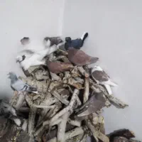 کفترخوشکل|پرنده|راور, |دیوار