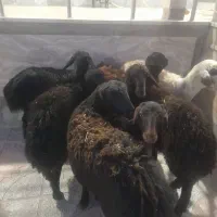 بره ماده های  قره‌غزل