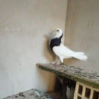 جفت کفتر طوقی