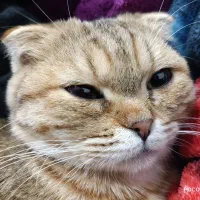 گربه اسکاتیش