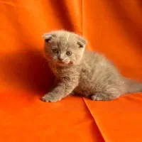 قصر طلایی پیشی ها گربه های با مزه ی خونگی