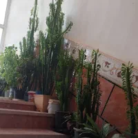 سلام گلها بعلت کمبود جا زیر قیمت بفروش میرسد|گل و گیاه طبیعی|یاسوج, |دیوار