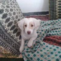 سلام.واگذاری سگ اشپیدز به همراه دو توله نر