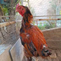 خروس لاری واکسن خورده