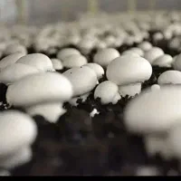 همکاری با فرد متخصص در پرورش قارچ