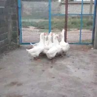 سلام دوستان عزیز قوغاز آوردم برای بروش|حیوانات مزرعه|آق قلا, |دیوار