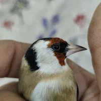 نر چونه سفید گردن کلفت|پرنده|تهران, شهرک شریفی|دیوار