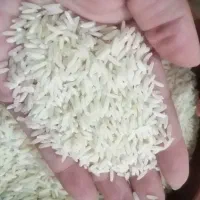 برنج امساله هاشمی