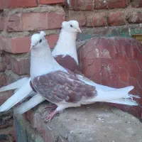 پشتی جفت|پرنده|فیروزآباد (آذربایجان), |دیوار