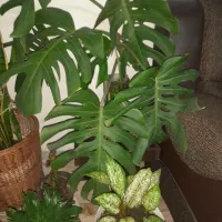 برگ انجیری|گل و گیاه طبیعی|رشت, سلیمانداراب|دیوار