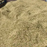 چلتوک برنج