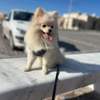 پامر خرسی اصل