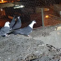 گرفتنی|پرنده|زابل, |دیوار