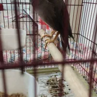 یک جفت کبوتر سفید و مرغ مینای سخنگو|پرنده|تهران, شیخ هادی|دیوار