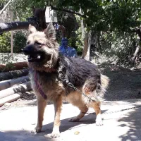 سگ ژرمن|سگ|تهران, استاد معین|دیوار