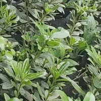 پتسپروم ولاوسون|خدمات باغبانی و درختکاری|کلاچای, |دیوار