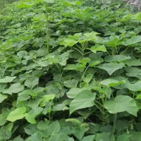 نهال پالونیا،انجیر،انار،ازگیل،نارنج و زیتون تلخ|خدمات باغبانی و درختکاری|علیآباد کتول, |دیوار