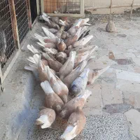 کبوتر زرد و سرخ