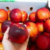 ارائه نهال شلیل مغان گلدانی
