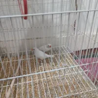 فنج....|پرنده|اهواز, شهرک حفاری|دیوار