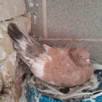 یک دسته 35 تایی کفتر رنگه هم پرشی هم جفتگاه|پرنده|مشهد, پنجتن|دیوار