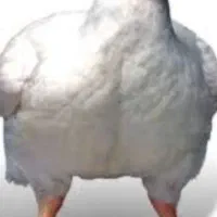 مرغ گوشتی زنده