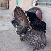 بوقلمون ارگانیک محلی|حیوانات مزرعه|تاکستان, |دیوار