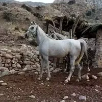 اسب نریان