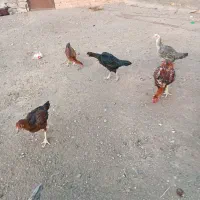 مرغ لاری و جوجه لاری اصیل|حیوانات مزرعه|سبزوار, زینبیه|دیوار