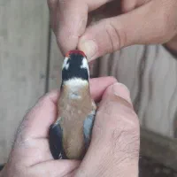 دوعددسهره چهارگل|پرنده|شیراز, کوی زهرا|دیوار