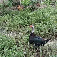 اردک اسرائیلی(مسکویی) نر