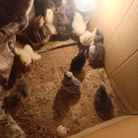 جوجه گلین با کیفیت چناران|حیوانات مزرعه|مشهد, شهرک امام هادی (شهرک غرب)|دیوار