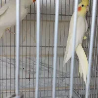 عروس هلندی جفت|پرنده|قم, انصارالحسین|دیوار