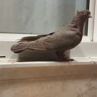 کبوتر چشم و نوک سفید