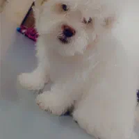 سگ شیتزو تریر|سگ|تبریز, |دیوار