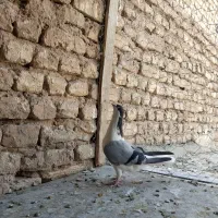 نرخوشرنگ جوان فروشی۴۰۰تومان|پرنده|نجف‌آباد, یزدانشهر|دیوار