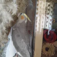 عروس هلندی ماه آماده جفت کاملا رام و اهلی