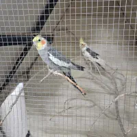 عروس با کلبه|پرنده|اردکان, |دیوار