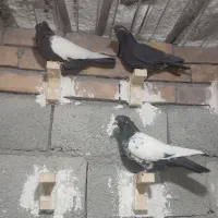 ۷عدد کبوتر|پرنده|زرند, |دیوار