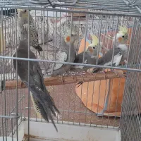 عروس هلندی|پرنده|مهران (ایلام), |دیوار