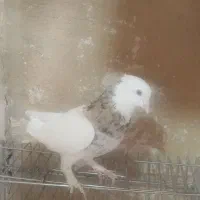 طوقی